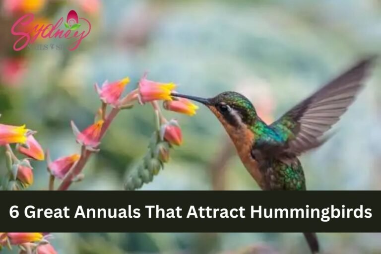 6 Great Annuals That Attract Hummingbirds