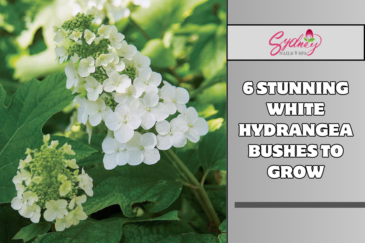 6 Stunning White Hydrangea Bushes to Grow