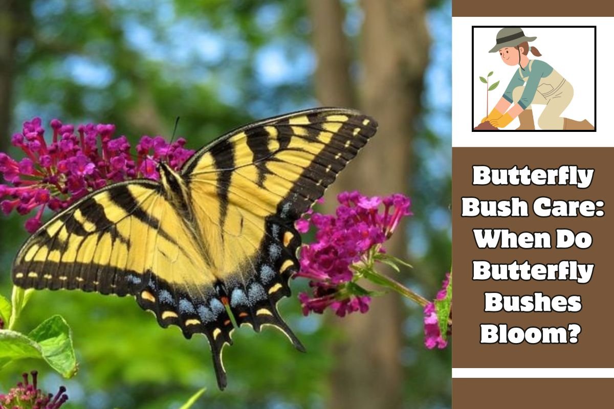 Butterfly Bush Care When Do Butterfly Bushes Bloom