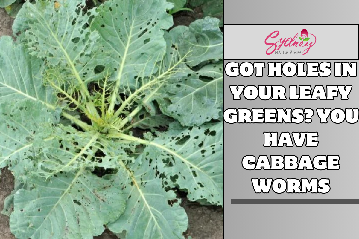 Got Holes in Your Leafy Greens You Have Cabbage Worms