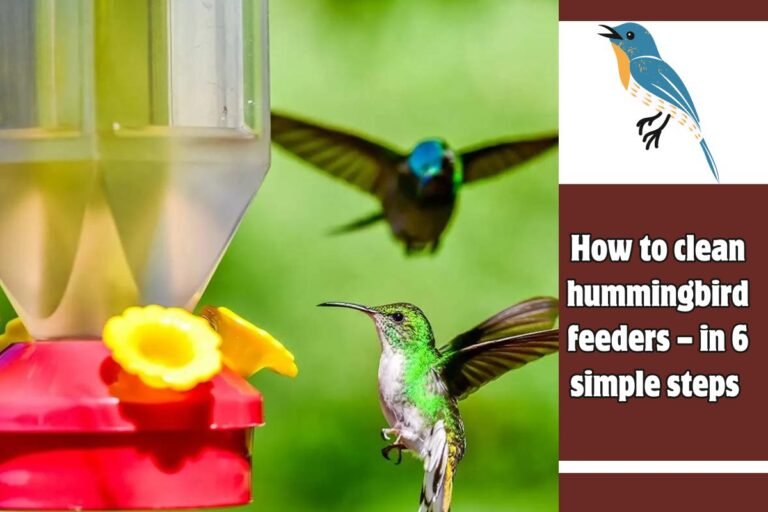 How to clean hummingbird feeders – in 6 simple steps