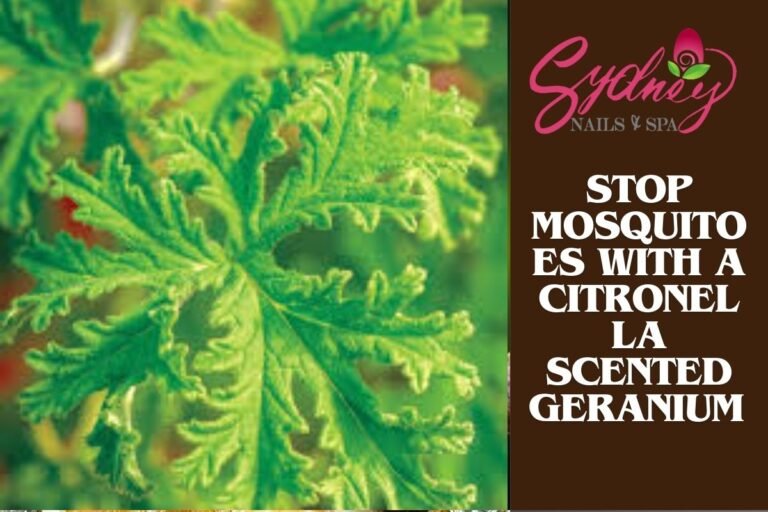 Stop Mosquitoes With a Citronella Scented Geranium